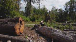 Professional Tree Removal in Riverside, ID
