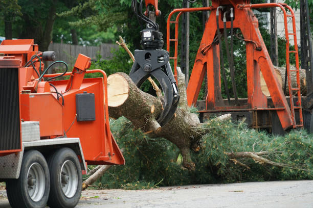 Best Fruit Tree Pruning  in Riverse, ID